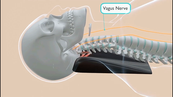 spine aligner head position movemnt xray gif