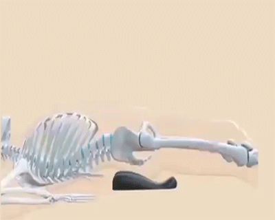 spynamics animation gif