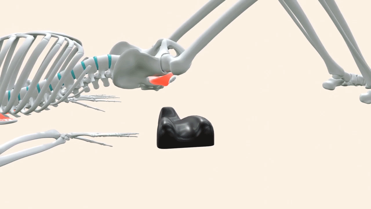 sacro aligner triggerpoint movements pelvis gif