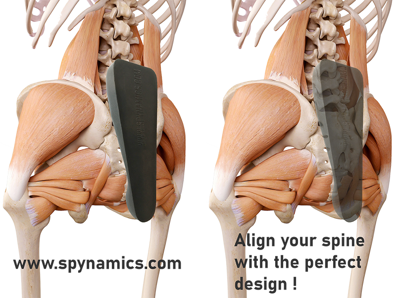 pelvis anatomy with sacro aligner